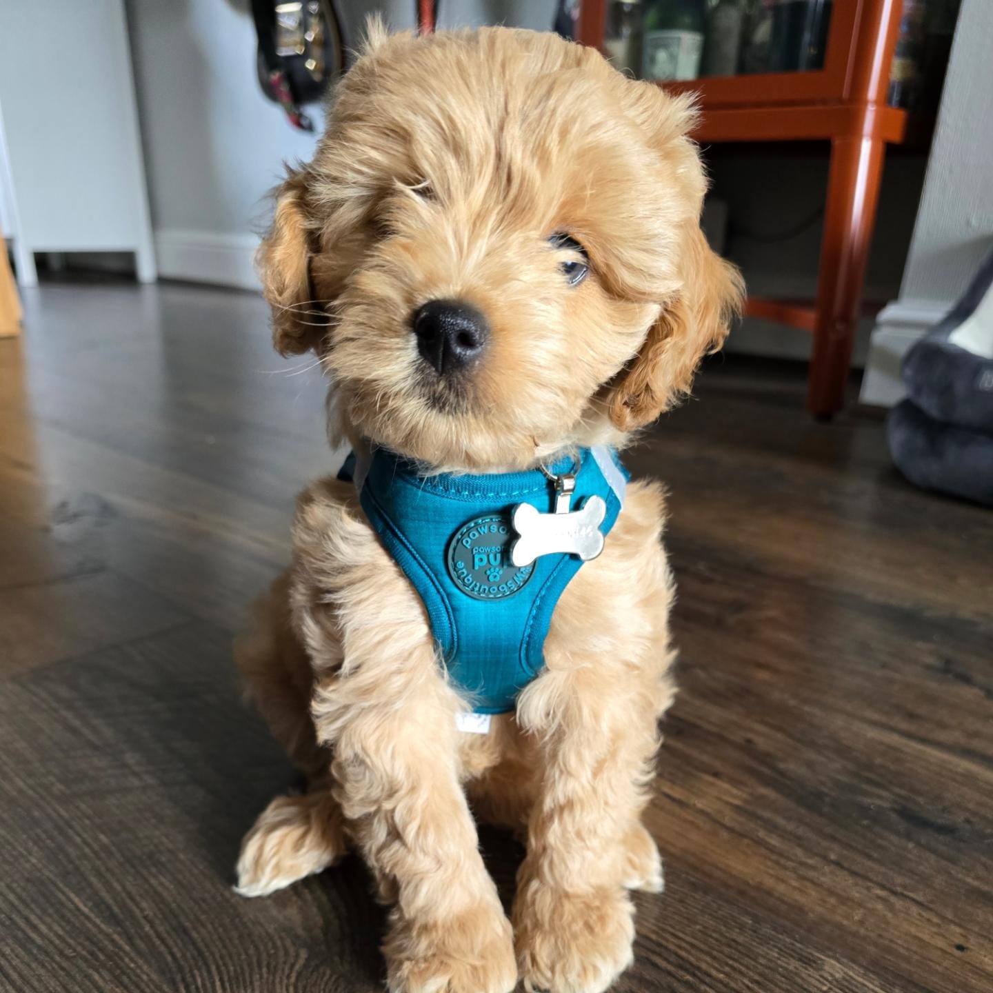 Customer photo review of Pawsome Pup Harness - Emerald