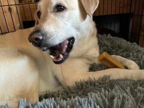 Customer photo review of Jumbo Yak Milk Dog Chews