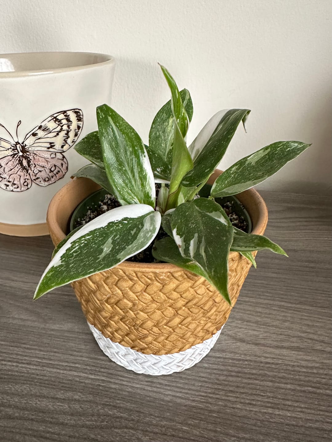 Customer photo review of Philodendron 'White Princess'