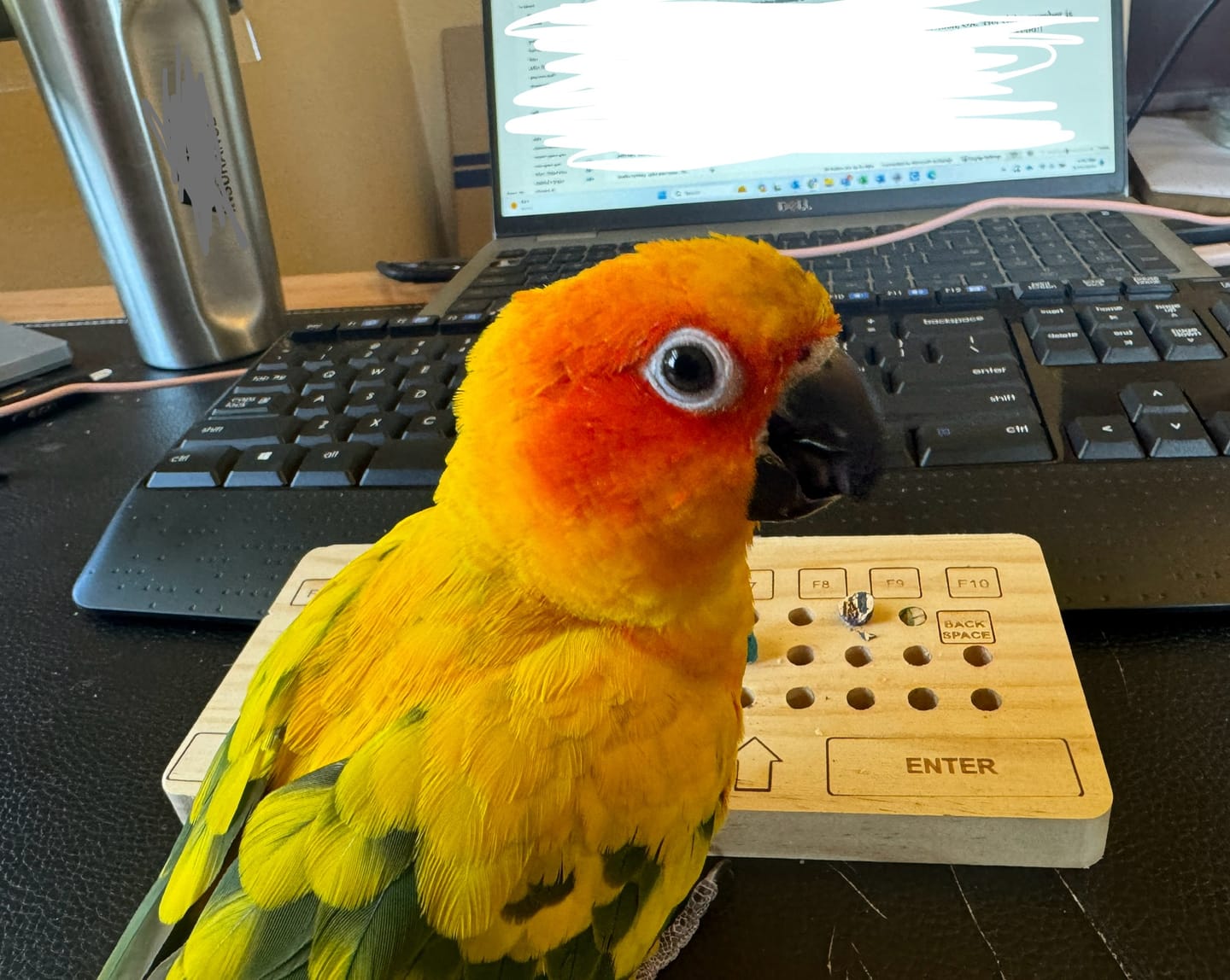 Customer photo review of Birdie Keyboard w/60 Pc. Cork Refill Pack by Super Bird Creations