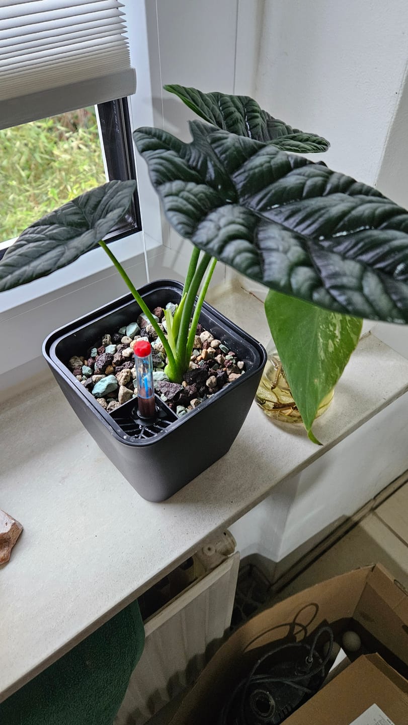 Customer photo review of Muddis Erde - Mineralisches Substrat