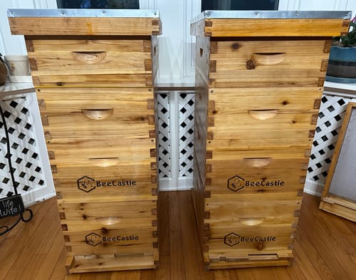 Customer photo review of BeeCastle 8-Frame Langstroth Beehive – 100% Beeswax Coated with Pine Wooden Frames and Waxed Foundations, Includes 2 Deep Brood Boxes and 2 Medium Supers