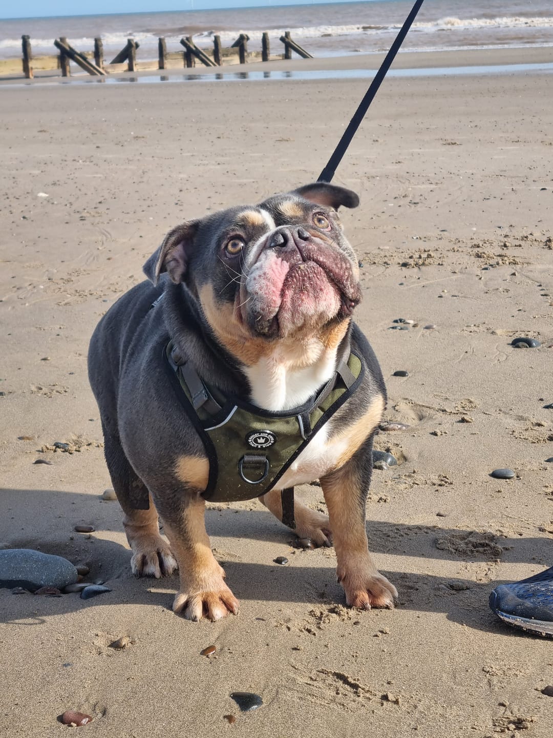 Customer photo review of Trail & Glow® Dog Harness - The Khaki One