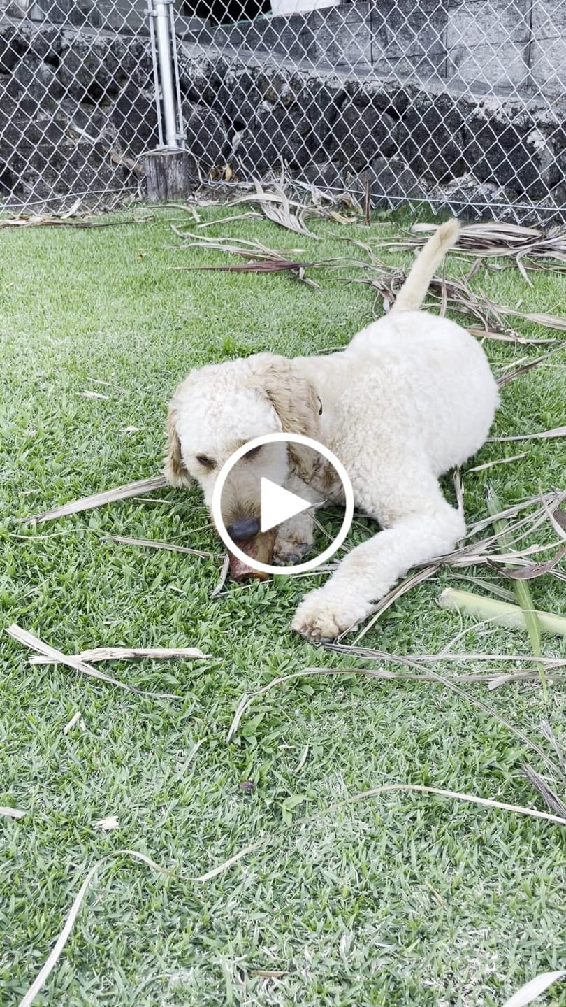 Customer video review of Smoked Beef Marrow Bones