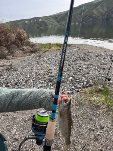 Customer photo review of 8Ft No Excuses Travel Rod with Tube Medium Action 1/2oz to 2oz