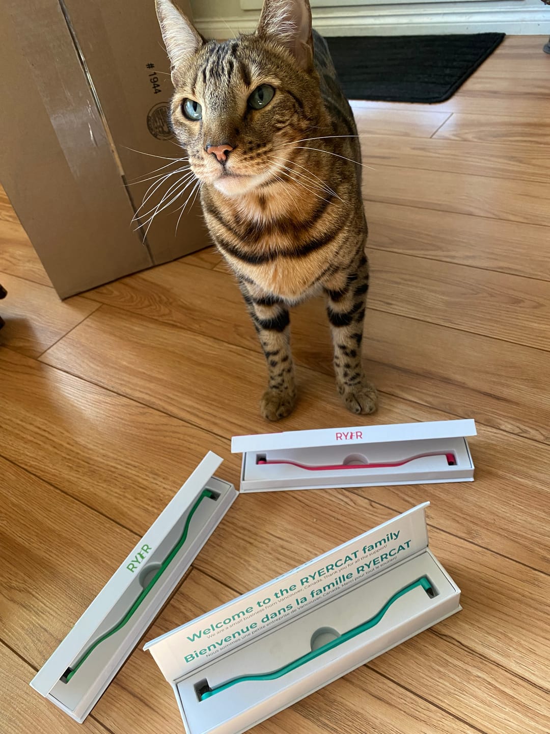 Customer photo review of RYERCAT Dual Sided Cat Toothbrush