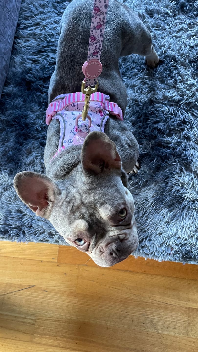 Customer photo review of Tough Trails™ Harness - Piglet
