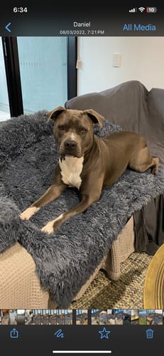 Customer photo review of Calming Couch Bed