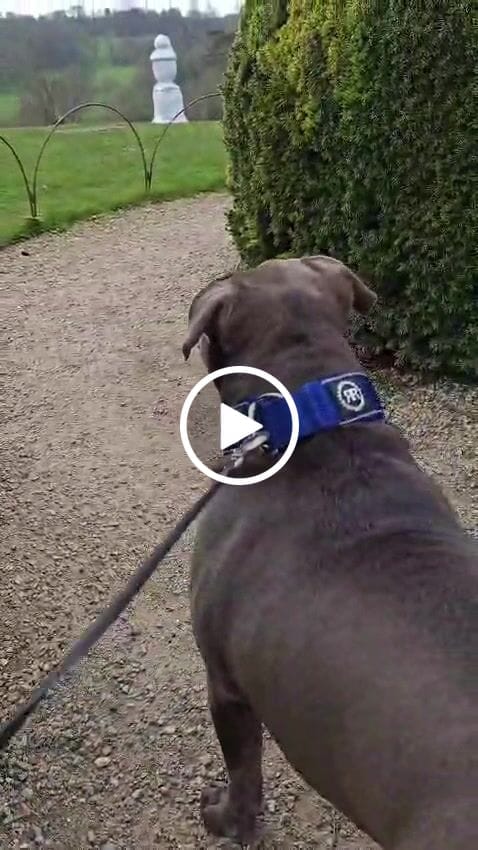 Customer video review of 5cm Slip on Collar | Soft Padded & Reflective - Blue v2.0