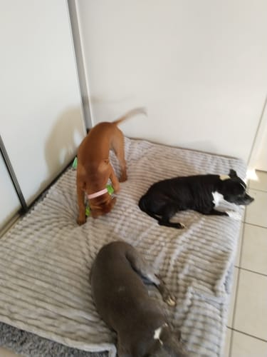 Customer photo review of PaWz Premium SuperMat Calming Bed