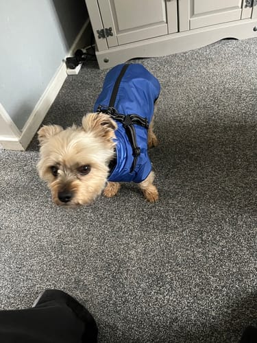 Customer photo review of Verano - Lightweight Waterproof Dog Coat with Built in Harness