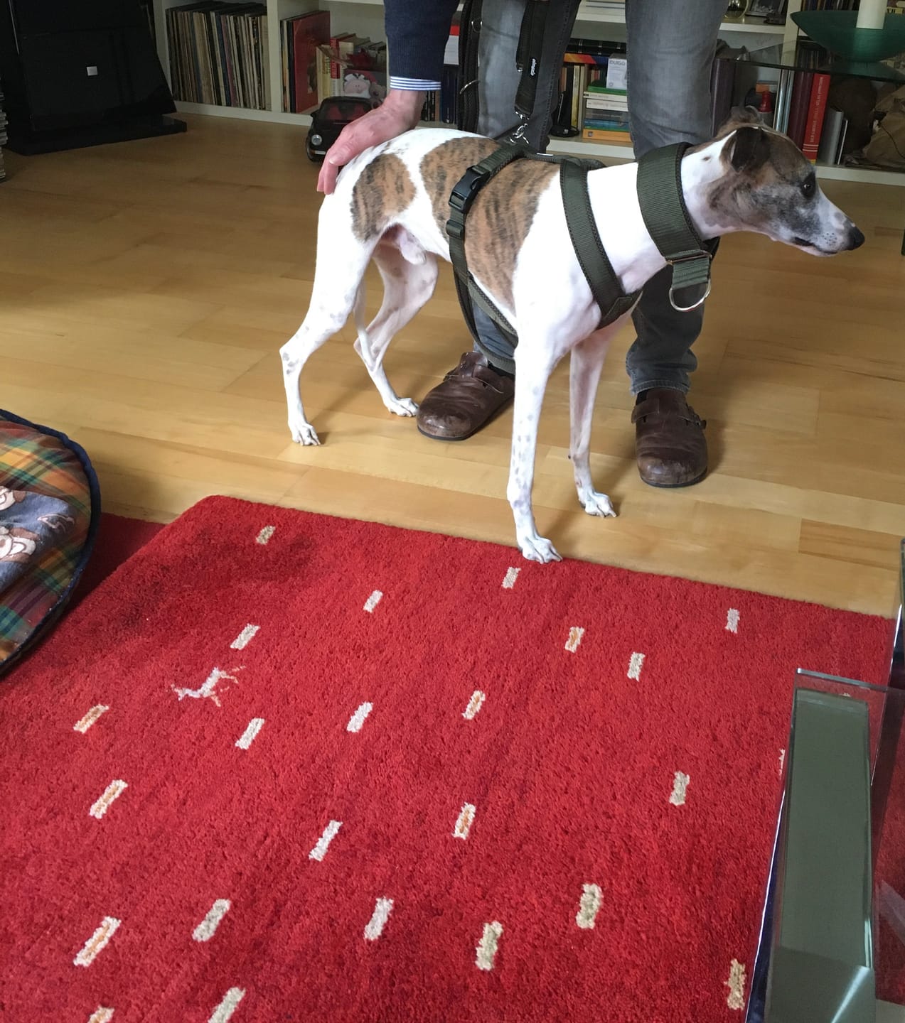 Customer photo review of Hundegeschirr FUN "Mountain Green"