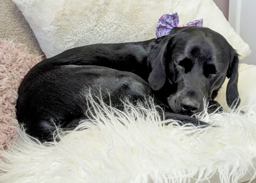 Customer photo review of Collar - Piglet - Pink