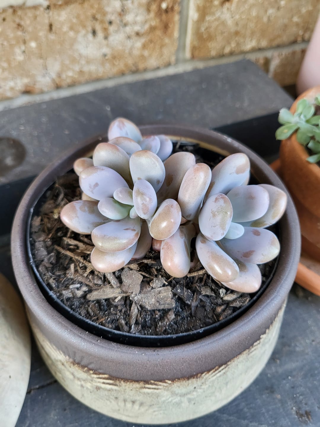 Customer photo review of Graptopetalum amethystinum - Lavender Pebbles