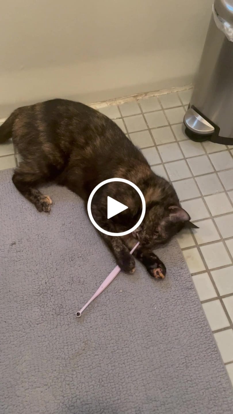Customer video review of RYERCAT Dual Sided Cat Toothbrush