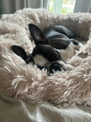 Customer photo review of CalmBed - Motverkar stress & hjälper mot ångest