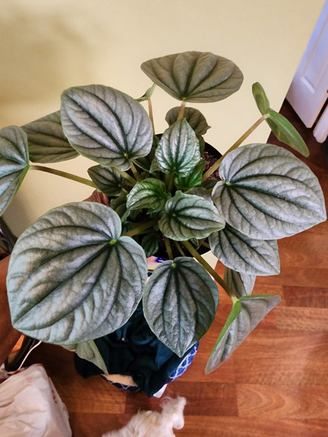 Customer photo review of Peperomia caperata 'Frost'