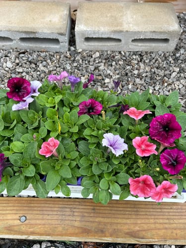 Customer photo review of Garden Party Blend Petunia Seeds