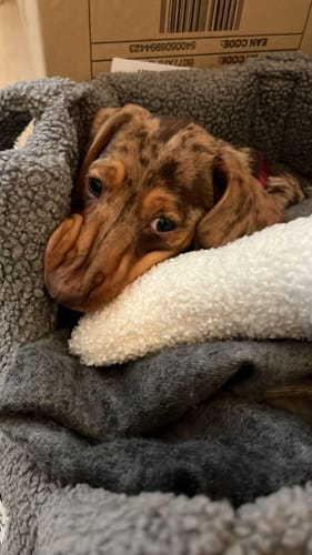 Customer photo review of Trasportini Bouclé Teddy Grigio