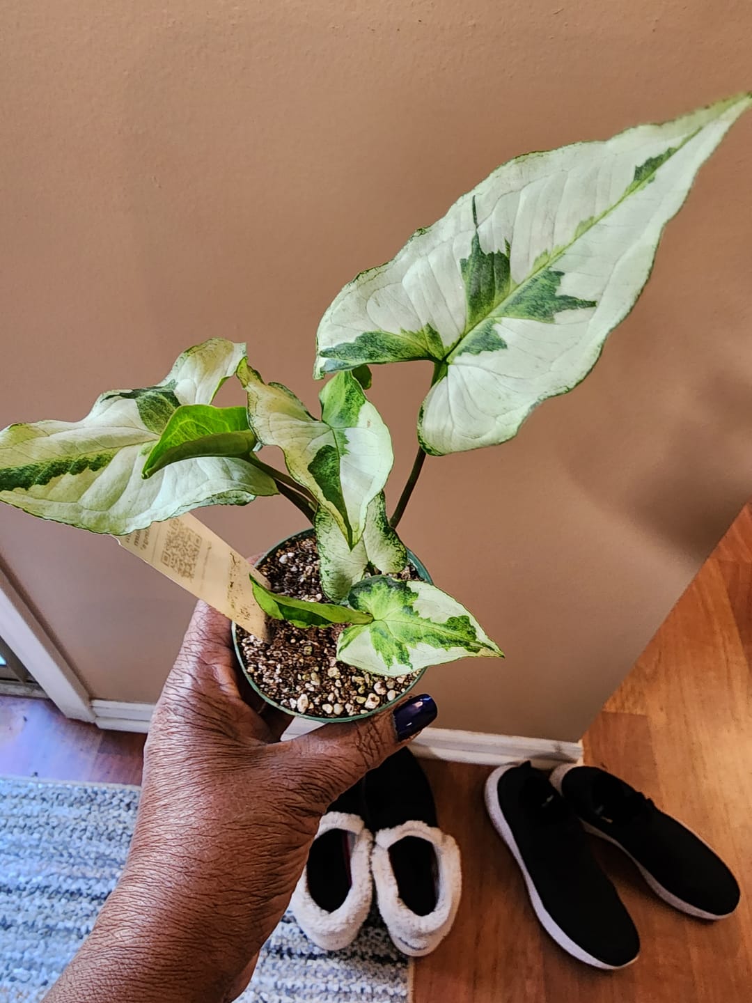 Customer photo review of Syngonium podophyllum 'Three Kings'