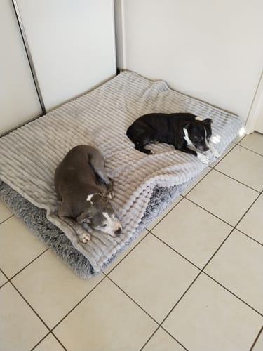 Customer photo review of PaWz Premium SuperMat Calming Bed