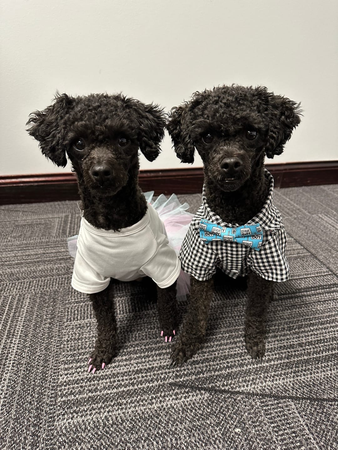 Customer photo review of Birthday Boy Bow Tie for Dog Collar or Cat Collar