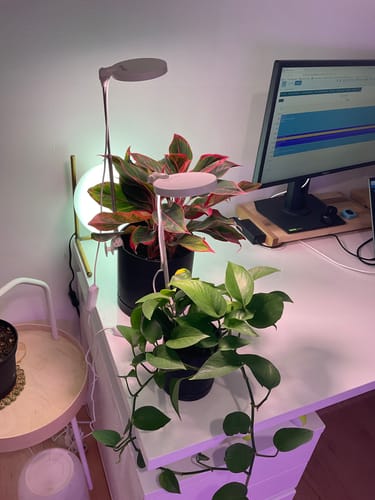 Customer photo of 28" Adjustable LED Plant Light from Cody H.