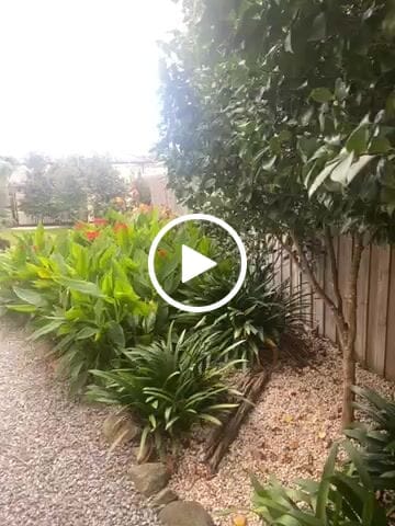 Customer video review of Clivias