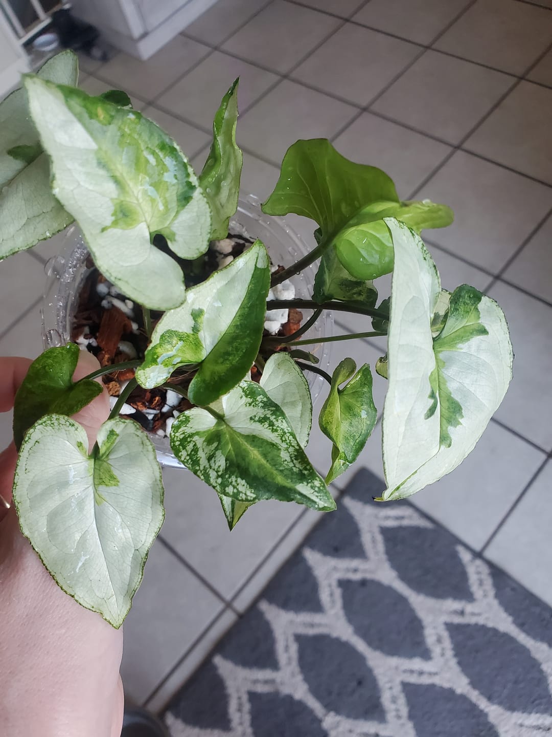 Customer photo review of Syngonium podophyllum 'Three Kings'