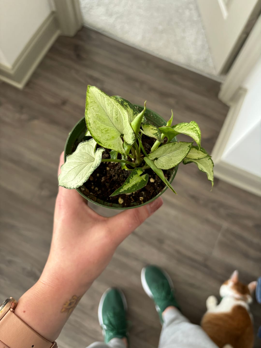 Customer photo review of Syngonium podophyllum 'Holly M'