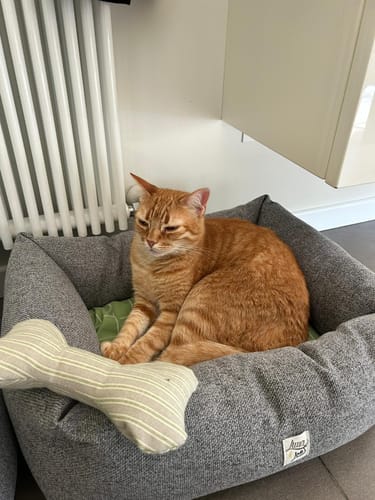 Customer photo review of Divanetto Cotone Urban Grigio Melange