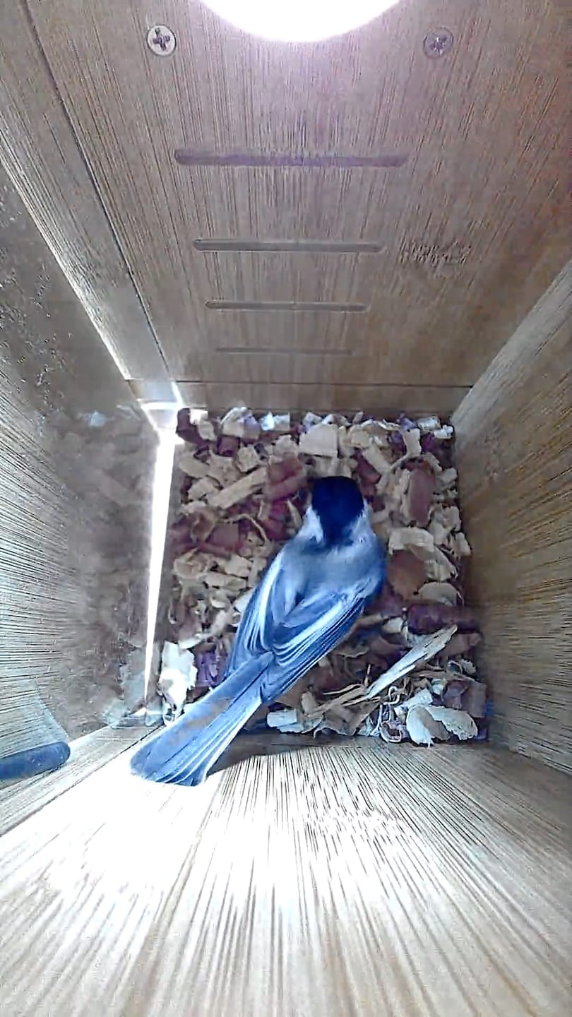 Customer photo review of Birdfy Nest - Smart Bird House with Dual Cameras