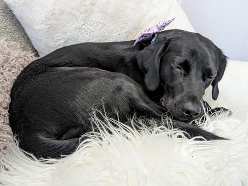 Customer photo review of Bow Tie - Piglet