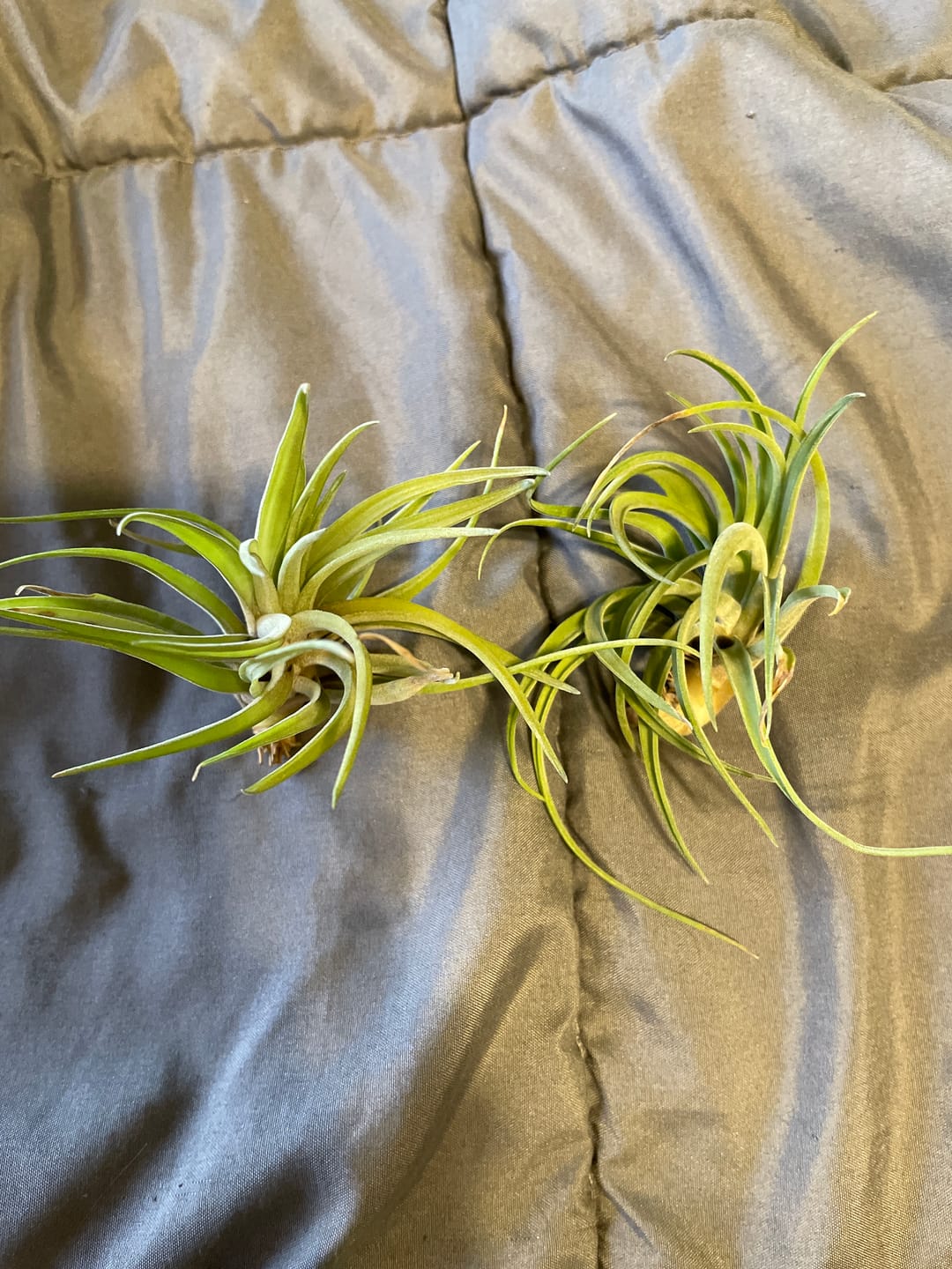 Customer photo review of Harrisii  (Easy Care Plant)  *Cannot Be Shipped Internationally*