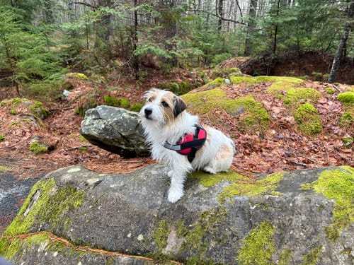 Customer photo review of No-Pull Paw Harness™