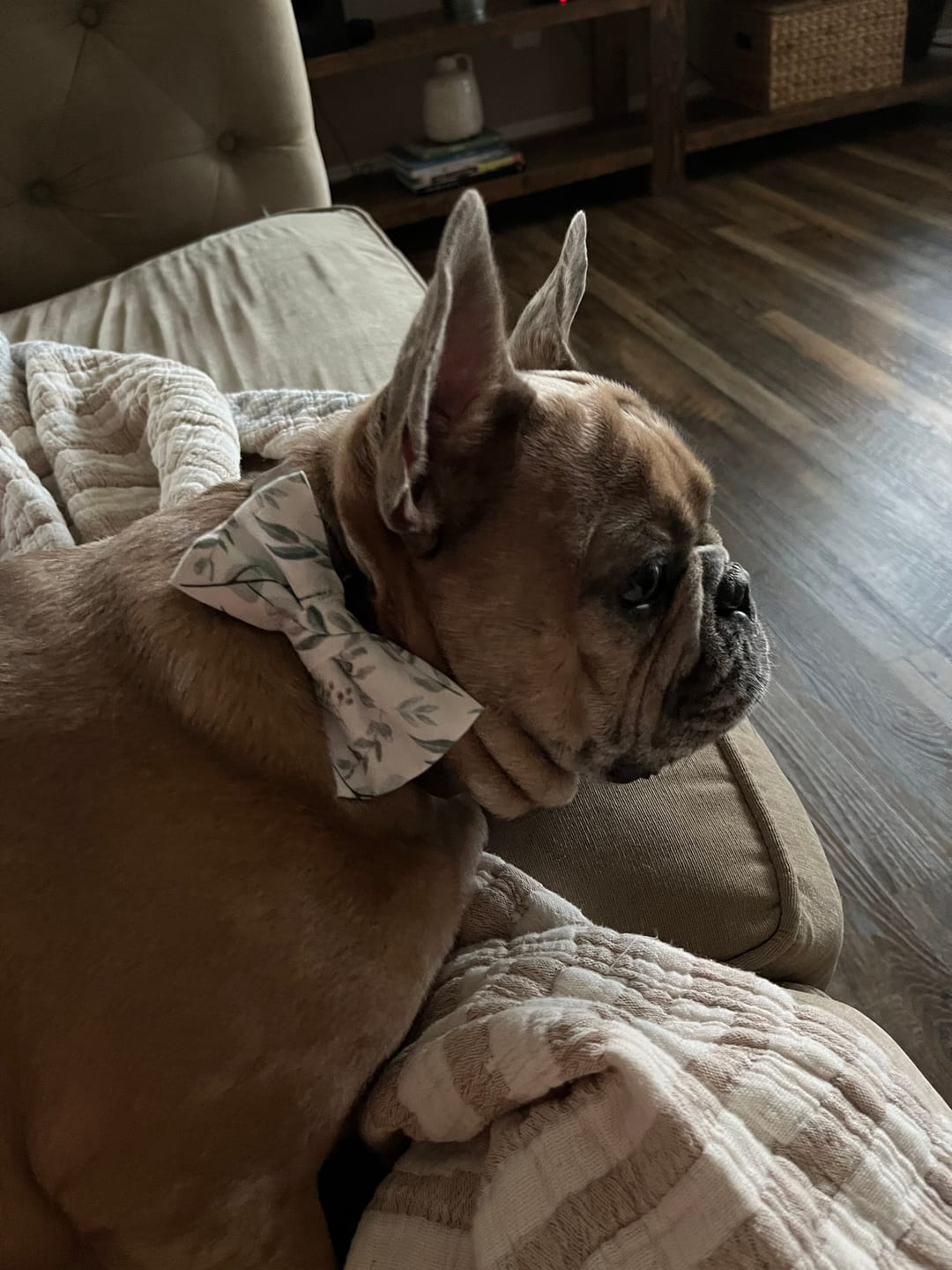 Customer photo review of Lavender Seersucker Bow Tie for Dog and Cat Collar
