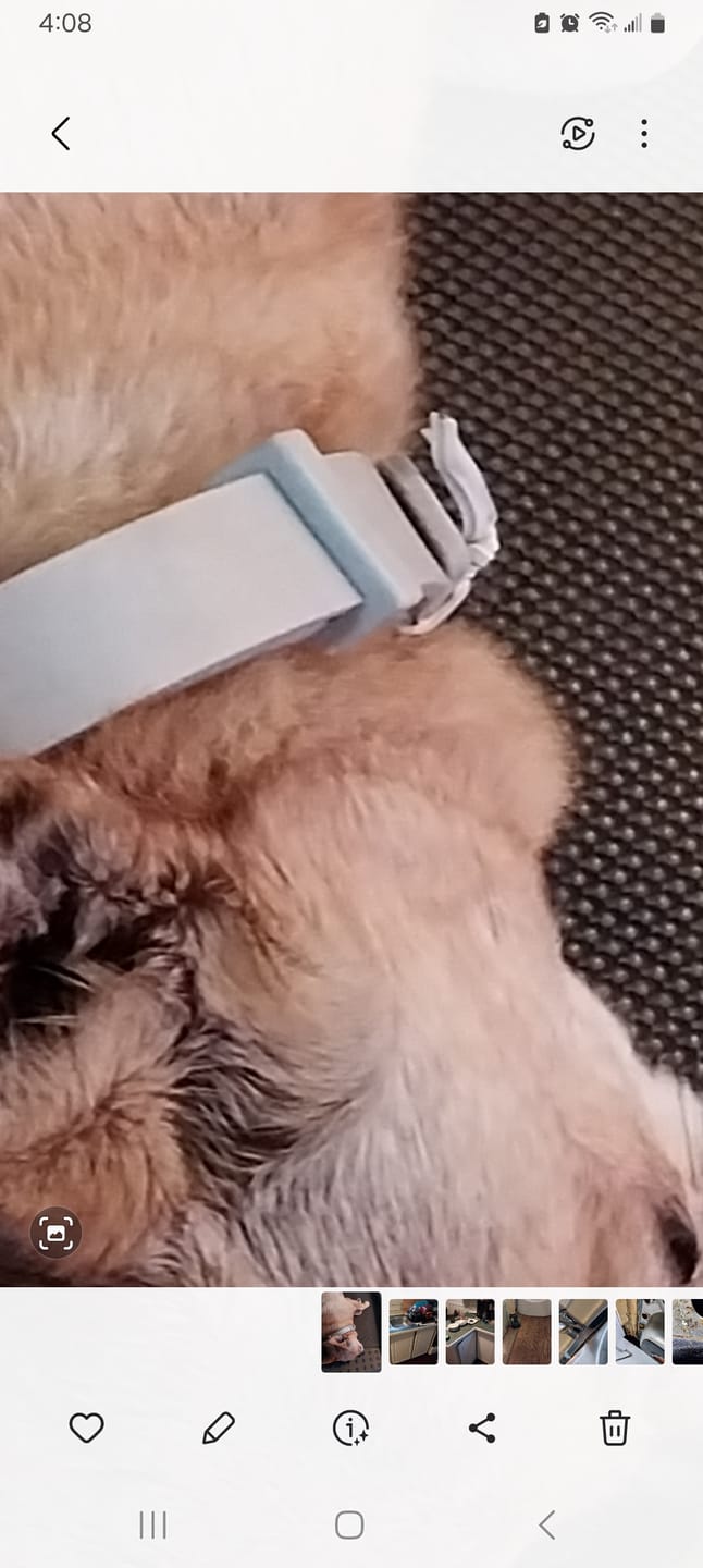 Customer photo review of DrPaws® 8 Months Flea and Tick Free Collar
