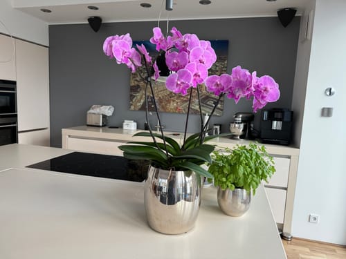 Customer photo review of Phalaenopsis XXL Big Lip Manta Kalimantan mit 3+ Rispen