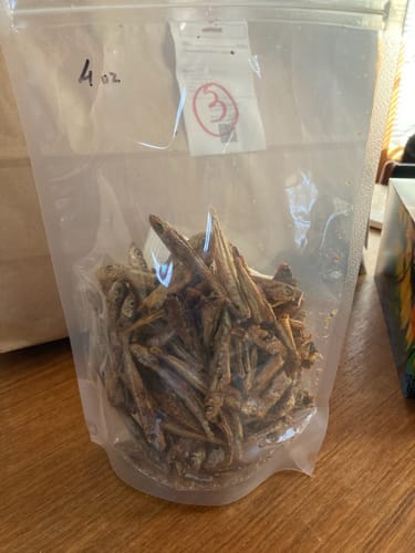Customer photo review of Dehydrated Lake Smelts - Gamesome