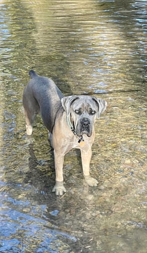 Customer photo review of WORLEY: Artist Series Collar