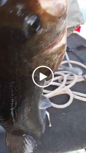 Customer video review of Headbanger BangerLizard