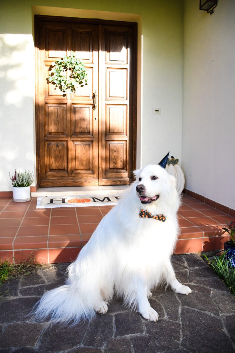 Customer photo review of Candy Corn Bow Tie for Dog and Cat Collar