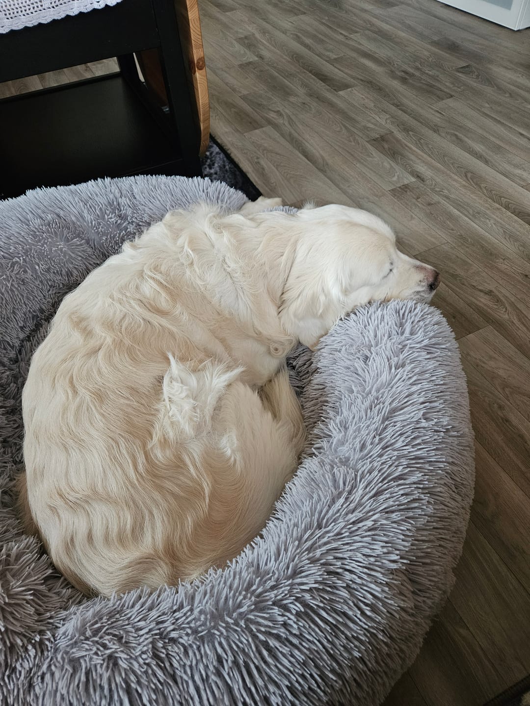 Customer photo review of CalmCouch - Motverkar ångest & skyddar din soffa