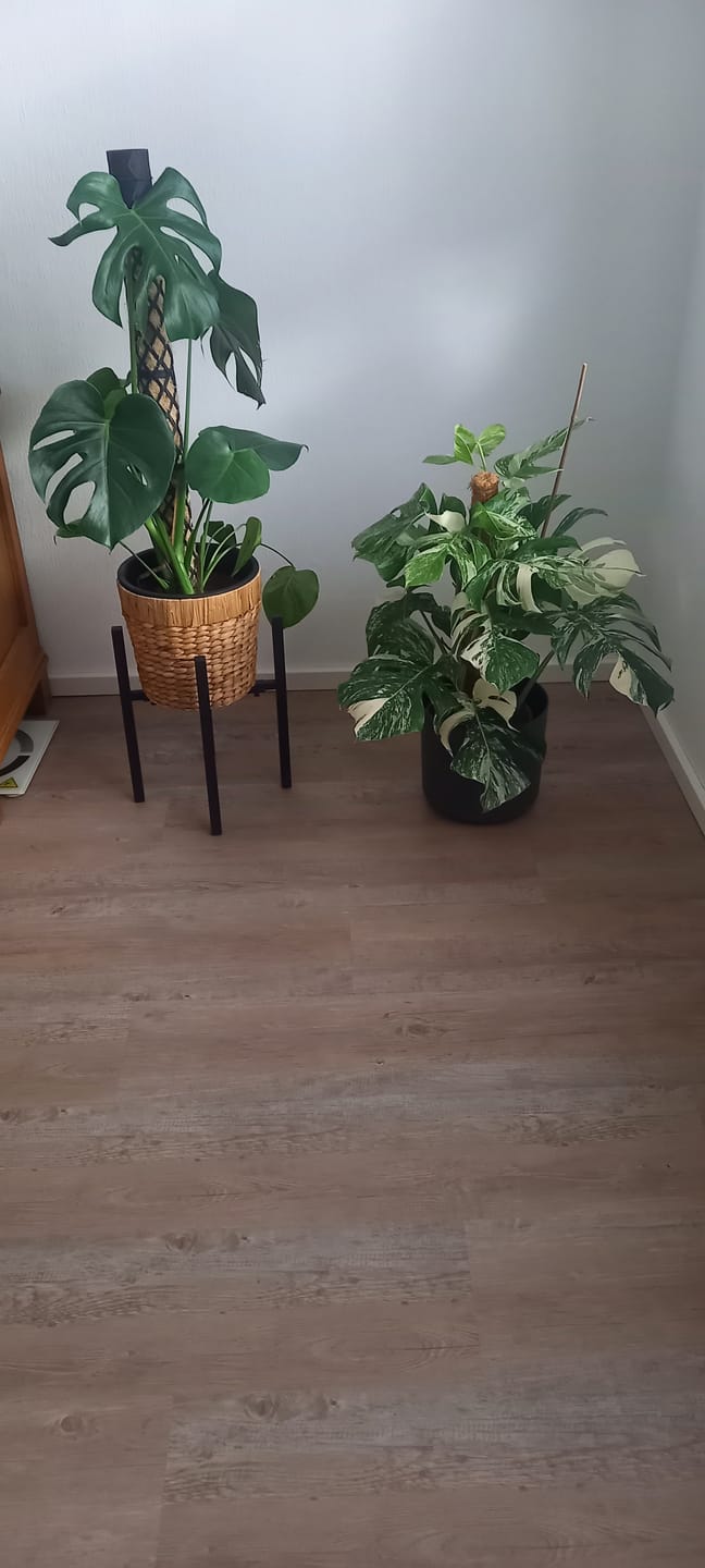 Customer photo review of Monstera Deliciosa Variegata