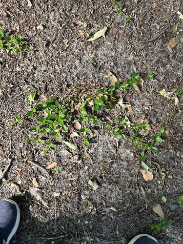 Customer photo review of Vinca Minor Bowles 50 count Flat