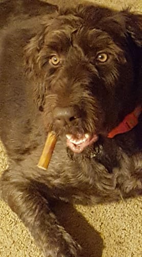 Customer photo review of Braided Bully Sticks 5-6"