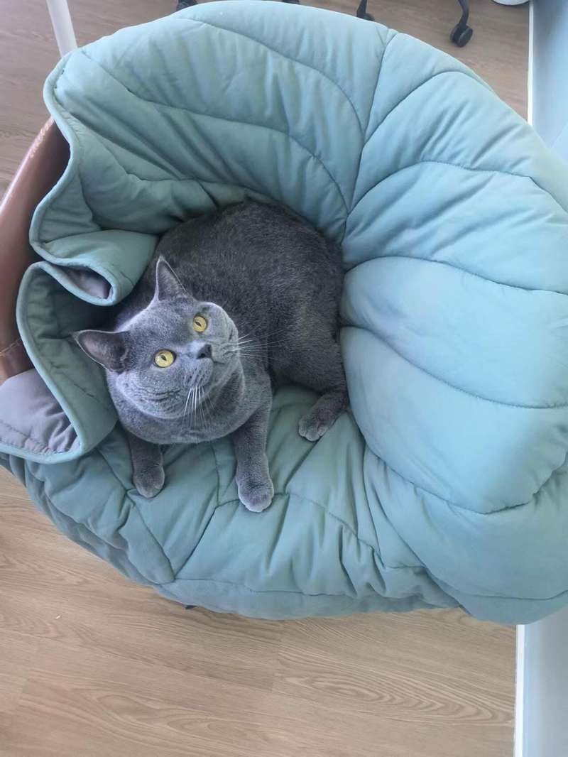 Customer photo review of Leaf Shape Mat
