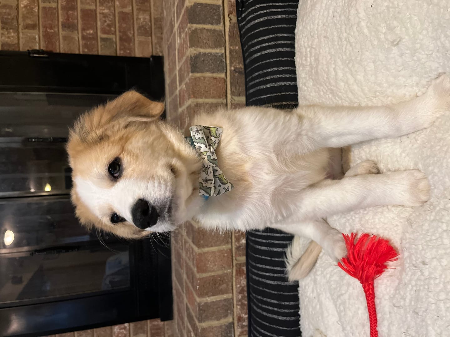 Customer photo review of Green Dinosaur Bow Tie for Dog and Cat Collar