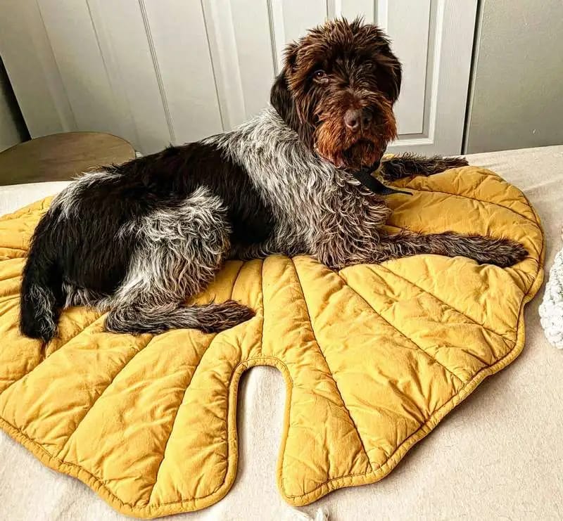 Customer photo review of Leaf Shape Mat