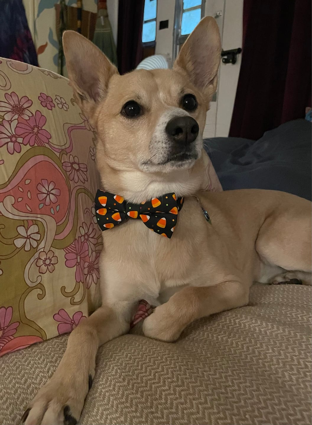 Customer photo review of Candy Corn Bow Tie for Dog and Cat Collar